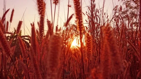 Red orange sun light ray in swaying wild grass field on summer sunrise sky Stock Footage 242701588
