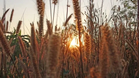 Red orange sun light ray n lens flare on morning sunrise wild grass field Stock Footage 242701589