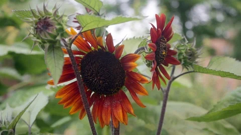Red-Orange Sunflowers Video stock 91410834