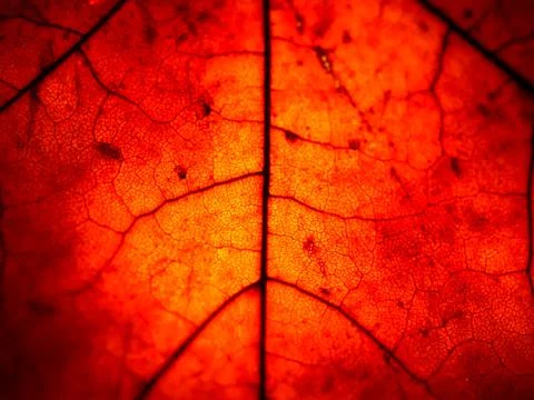 Red-orange texture of maple leaf with a bright focus on the center Stock Photos