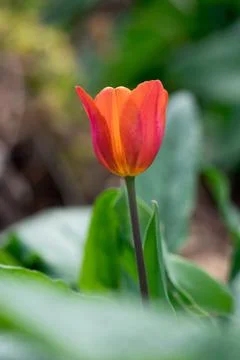 Red Orange Tulip Stock Photos