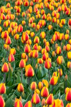 Red Orange Tulips Stock Photos