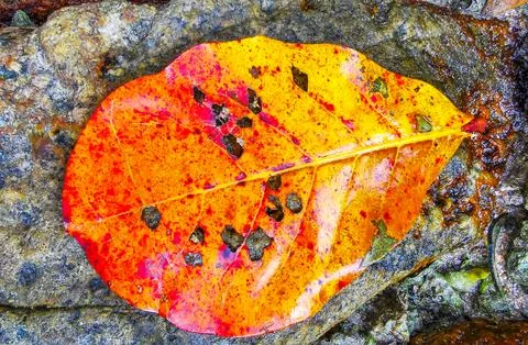 Red orange yellow leaf lying on rocks Freedom Beach Karon Phuket Thailand. Stock Photos