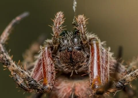 Red Orb-weaving Spider Hangs from Web Stock Photos