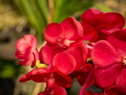 Red orchid close-up Stock Photos