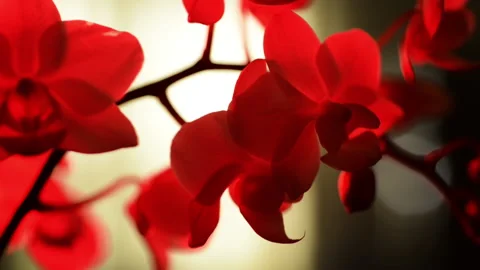 Red orchid flower Stock Footage 136698613