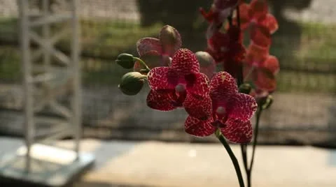 Red orchid on the garden Stock Footage 10866705