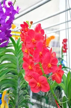 Red orchid Stock Photos