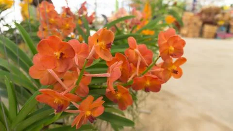 Red orchid Stock Photos