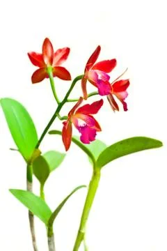 Red orchid 库存照片
