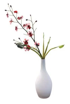 Red orchid Foto stock