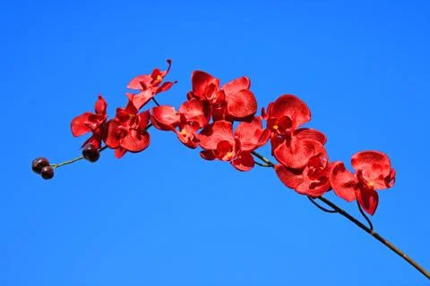 Red orchid Stock Photos