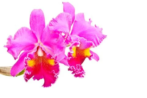 Red orchid Stock Photos