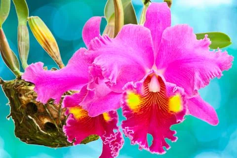 Red orchid 写真素材