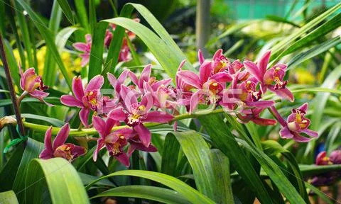 Red orchid Stock Photos