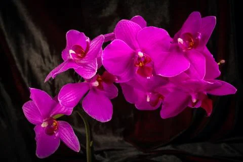 Red orchid Stock-Fotos