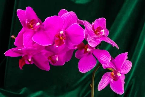 Red orchid Stock Photos