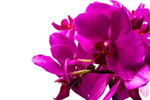 Red orchid Stock Photos