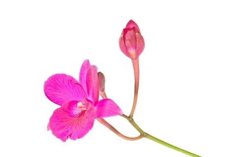 Red orchid Foto stock