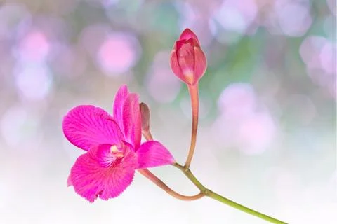Red orchid Stock Photos