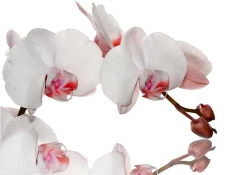 Red orchid Stock-Fotos