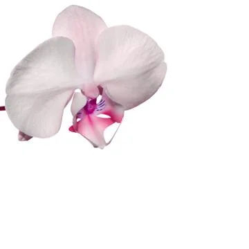Red Orchid Stock Photos
