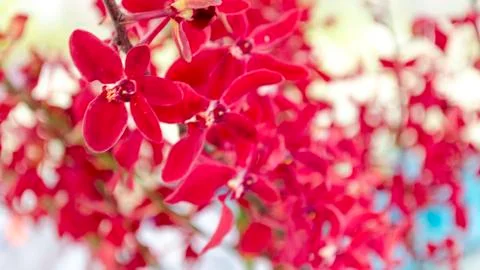 Red orchid Stock Photos