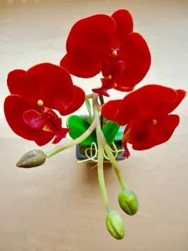 Red orchid 스톡 사진
