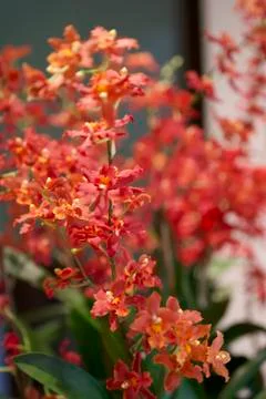 Red Orchid  Stock Photos