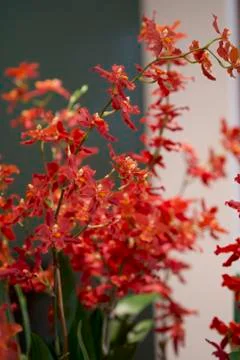 Red Orchid Stock Photos