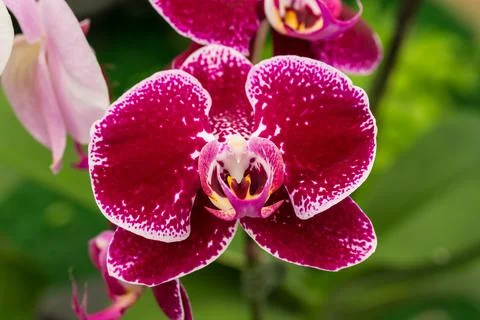 Red orchid Stock Photos