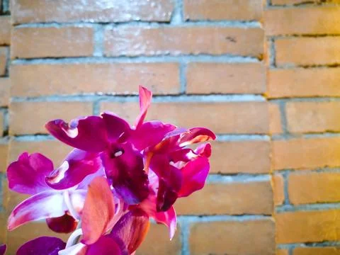 Red Orchid Stock Photos
