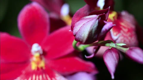 Red Orchid Timelapse Stock Footage 36368020