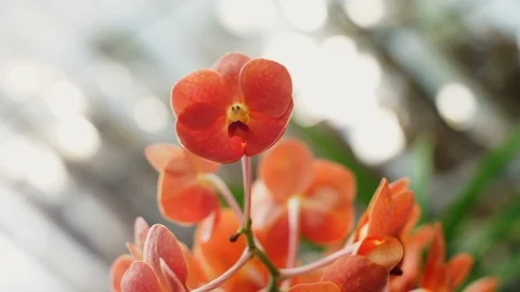 Red orchids with a camera move Stock Footage 103502774