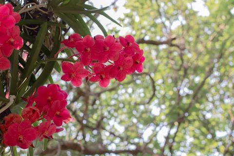 Red orchids flower on a green and white bokeh background.spring orchid flower Stock Photos
