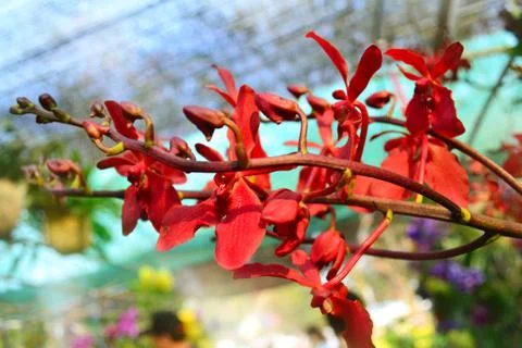 Red orchids Foto stock