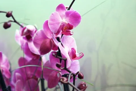 Red orchids Stock Photos