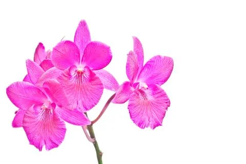 Red orchids Stock Photos