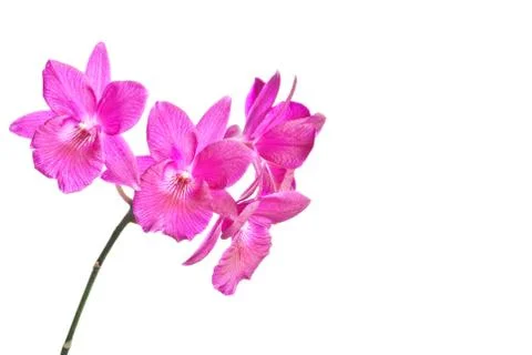 Red orchids Fotos de archivo