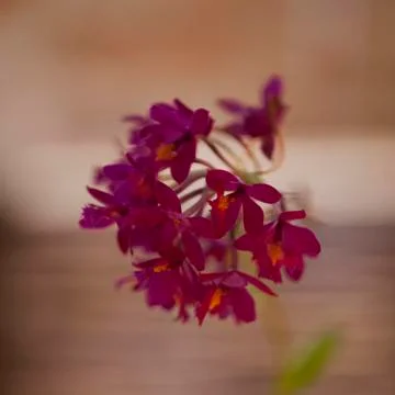 Red orchids Stock Photos