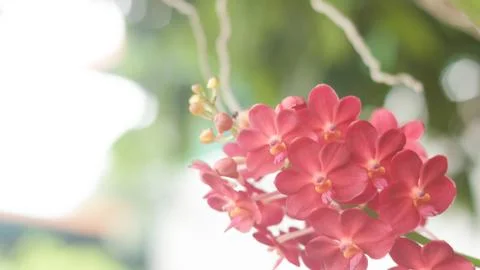 Red orchids Stock Photos