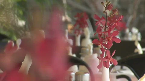 Red Orchids in White Vase Video stock 410787