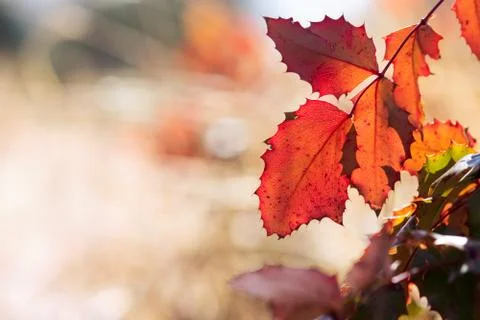 Red Oregon Grape Leaf Stock-Fotos