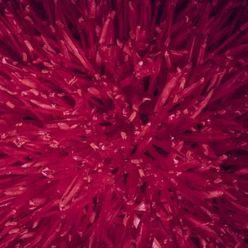 Red Organic Abstract Macro Texture Background Stock Photos