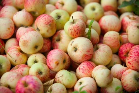 Red organic apples on  background image Stock Photos