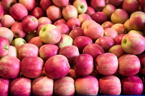 Red organic apples in large quantities Stock Photos