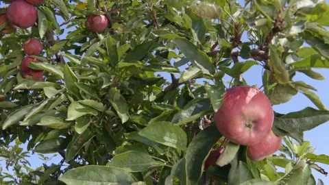 Red organic apples on the tree Stock Footage 171580193