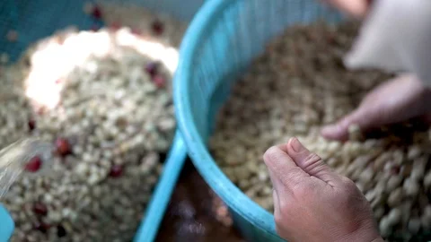 Red organic coffee cherry pulping in coffee processing 库存影片 101456423