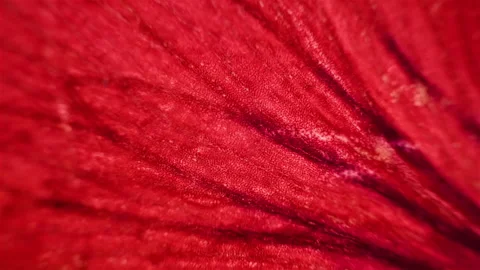 Red organic object. Close up view under the microscope Stock Footage 300184582