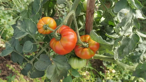 Red organic tomatoes Видео 143143582